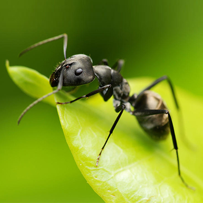 黑蚂蚁提取物的工艺流程